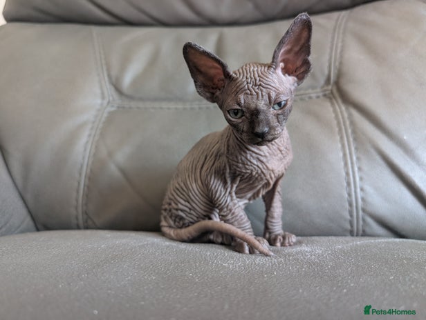Sphynx cats Sphynx kittens - Advert 2