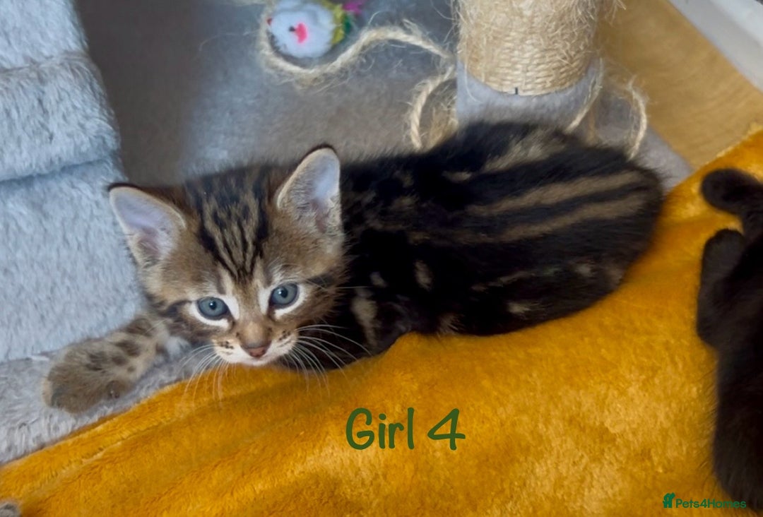 Bengal cats for sale: 3/4 Bengal - cross kittens  - Image 17
