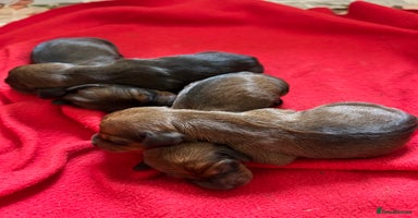 Miniature Dachshund dogs in Melton Mowbray - Advert 5