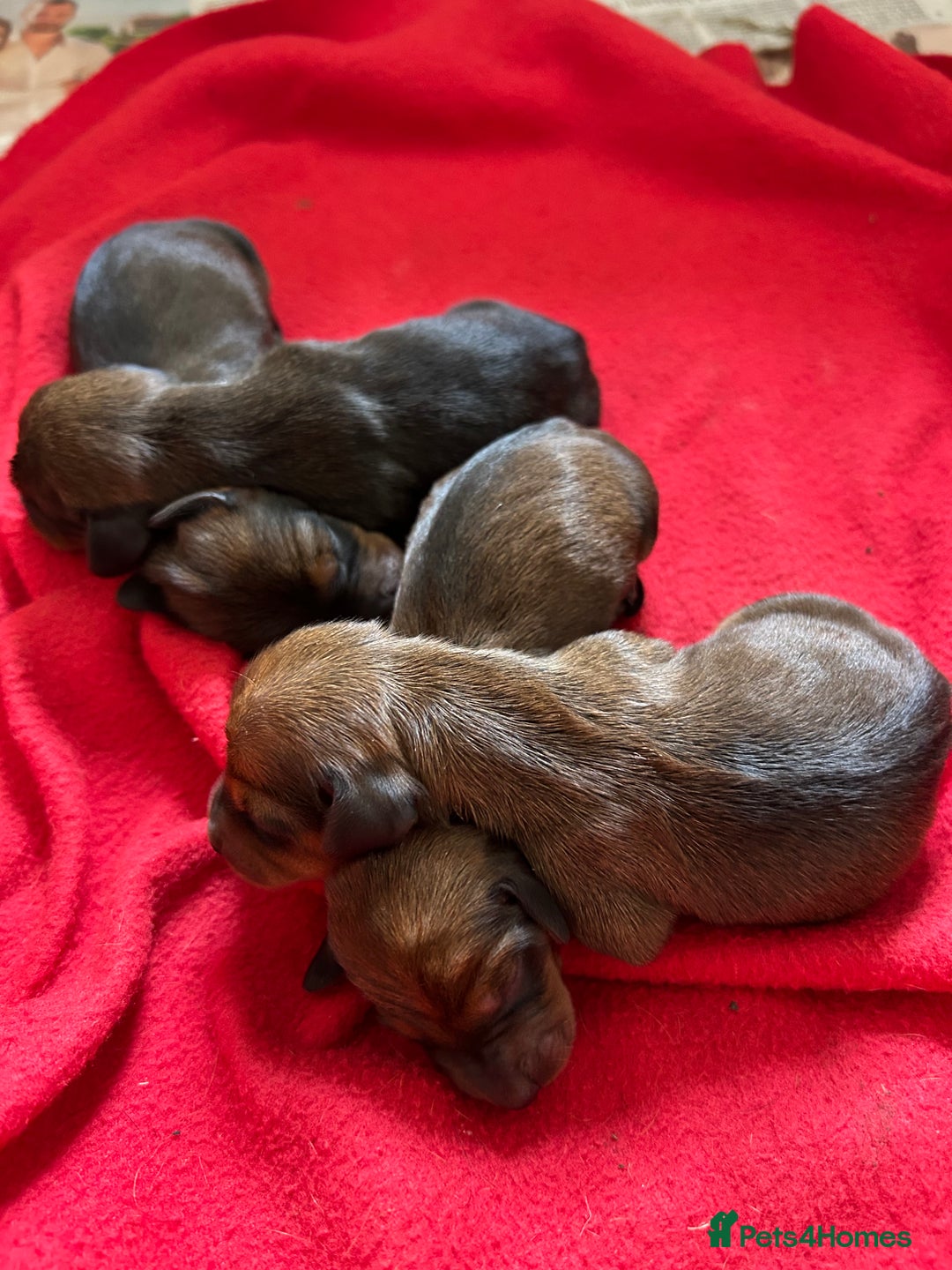 Miniature Dachshund dogs for sale: Beautiful short haired miniature dachshunds in Melton Mowbray - Image 2