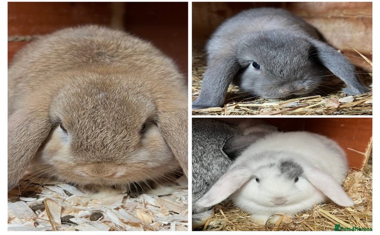 Mini Lop rabbits Gorgeous mini lops ready now! - Advert 10
