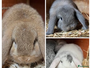 Mini Lop rabbits Gorgeous mini lops ready now! - Advert 1