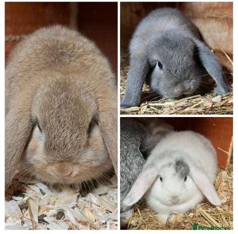 Mini Lop rabbits Gorgeous mini lops ready now! - Advert 15