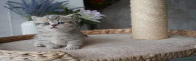Munchkin