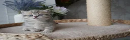 Munchkin cats for sale: ⚜️Rare munchkins⚜️ - Advert 20