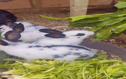 English Spot rabbits for sale: 6 Beautiful baby Rabbits for Sale - Image 6