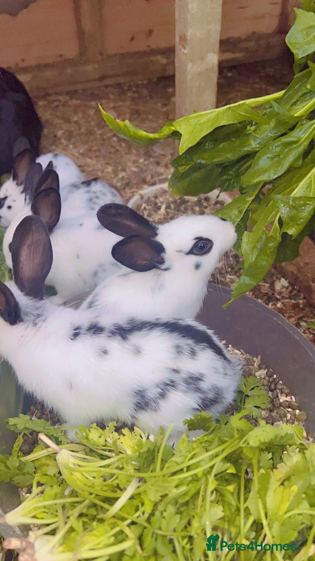 English Spot rabbits for sale: 6 Beautiful baby Rabbits for Sale - Image 6