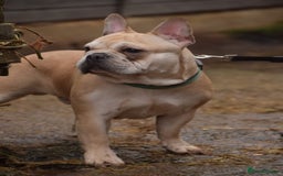 French Bulldog dogs for stud: Latte male proven stud in Harpenden - Image 4