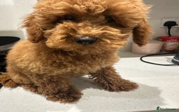 Miniature Poodle dogs for sale: lovely miniature poodle puppies - Image 21