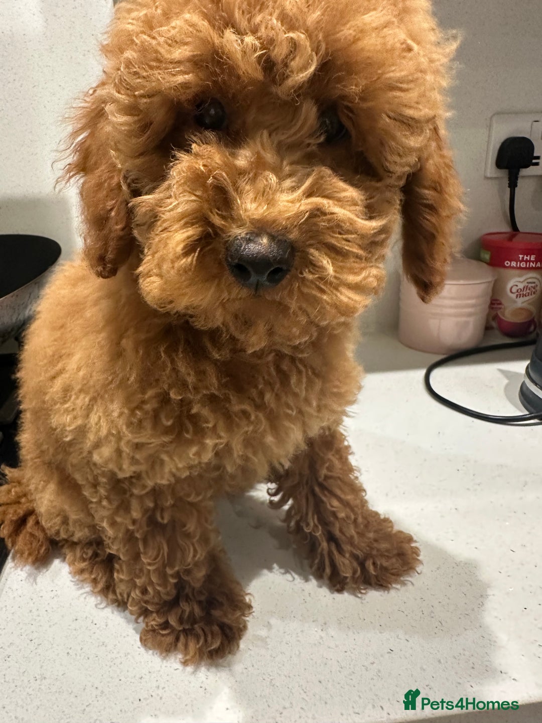 Miniature Poodle dogs for sale: lovely miniature poodle puppies - Image 21