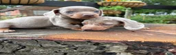 Dachshund dogs for sale: Beautiful Dachshund pups in Whitby - Advert 7
