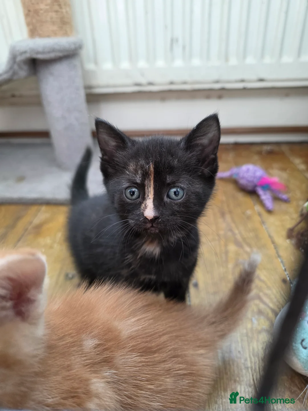 Mixed Breed cats for sale: Adorable Kittens. GINGER FEMALES - Advert 22