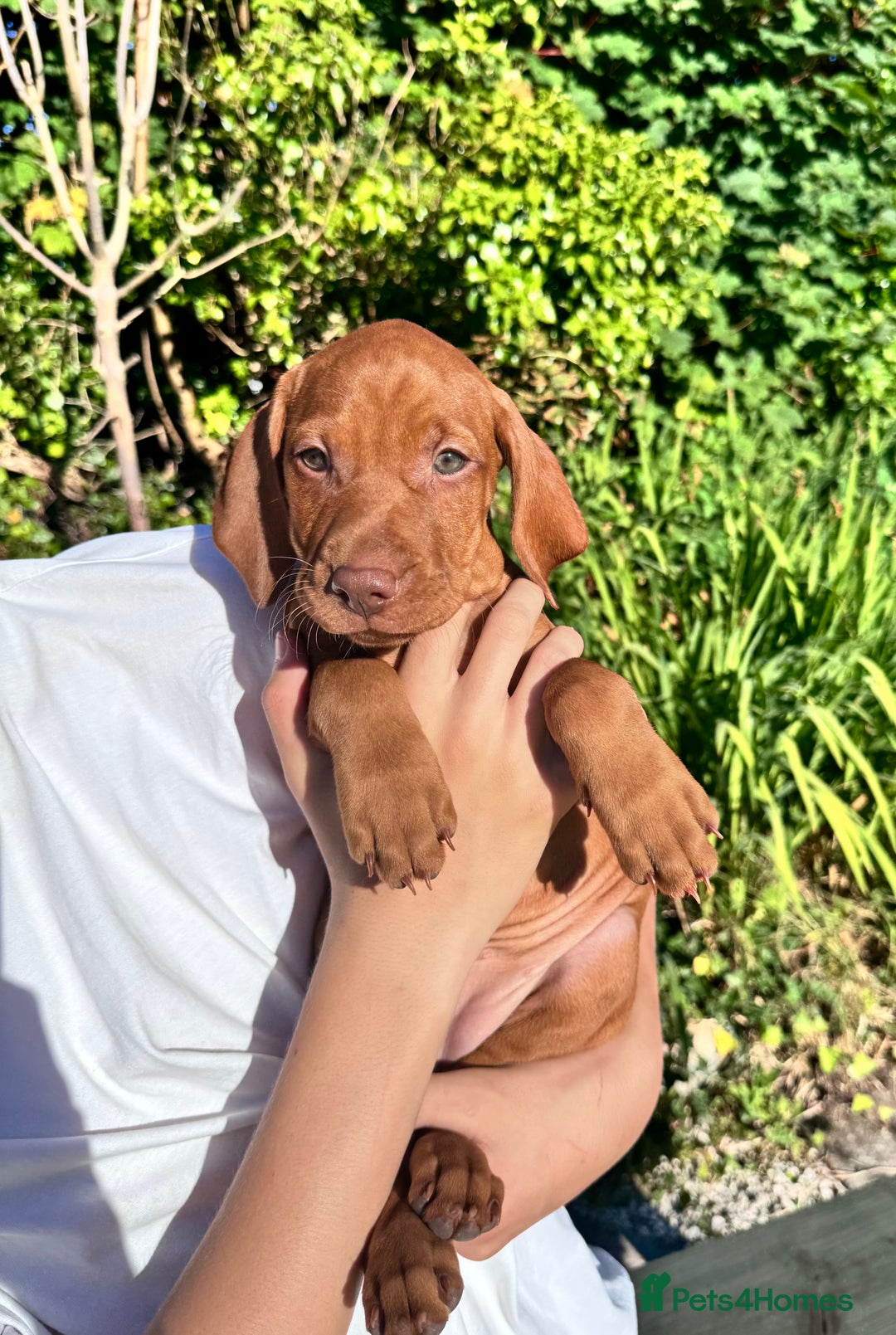 Hungarian Vizsla dogs for sale: 1 girl left of litter of 7 KC reg Vizsla pups  - Image 19