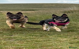 German Shepherd dogs for sale: German Shepherd puppies  - Image 1