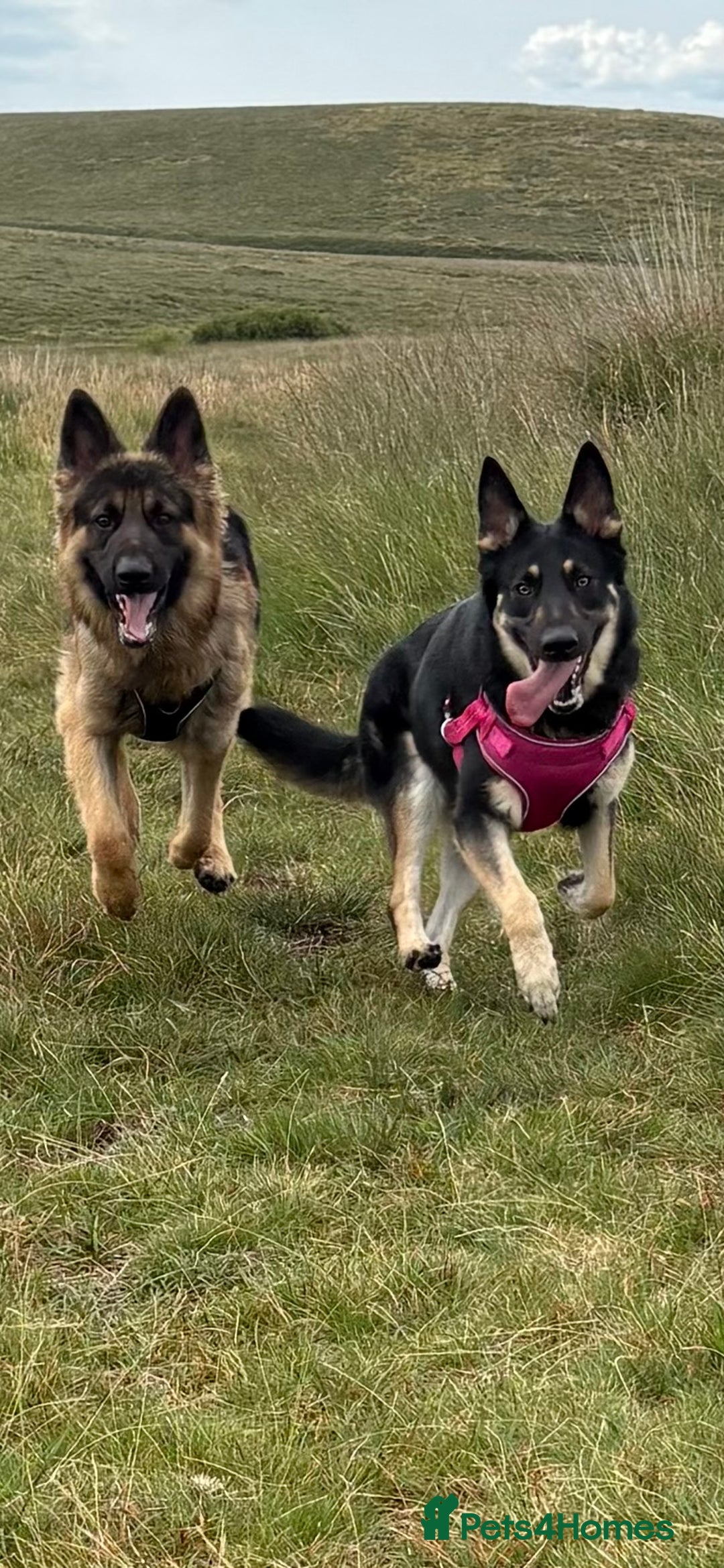 German Shepherd dogs for sale: German Shepherd puppies  - Image 1