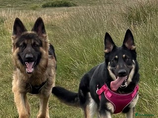 German Shepherd dogs - Advert 5