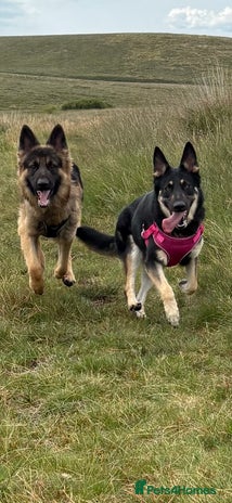 German Shepherd dogs - Advert 1