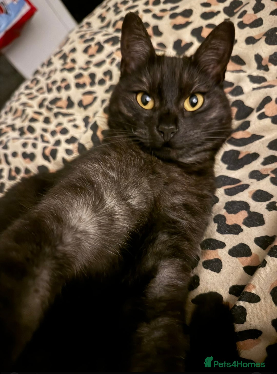 Mixed Breed cats for sale: 4 year old female cat up for adoption  - Advert 4