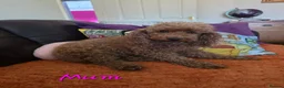 Cavapoo dogs for sale: 💗⭐Gorgeous Cavapoo Girls ⭐💗 - Advert 20