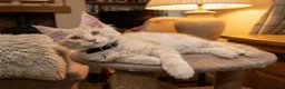 Maine Coon cats for sale: Pedigree Maine Coon kittens - Advert 4