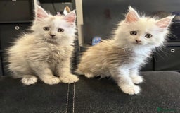 Maine Coon cats for sale: Gorgeous Blue Shaded Maine Coons  - Image 5