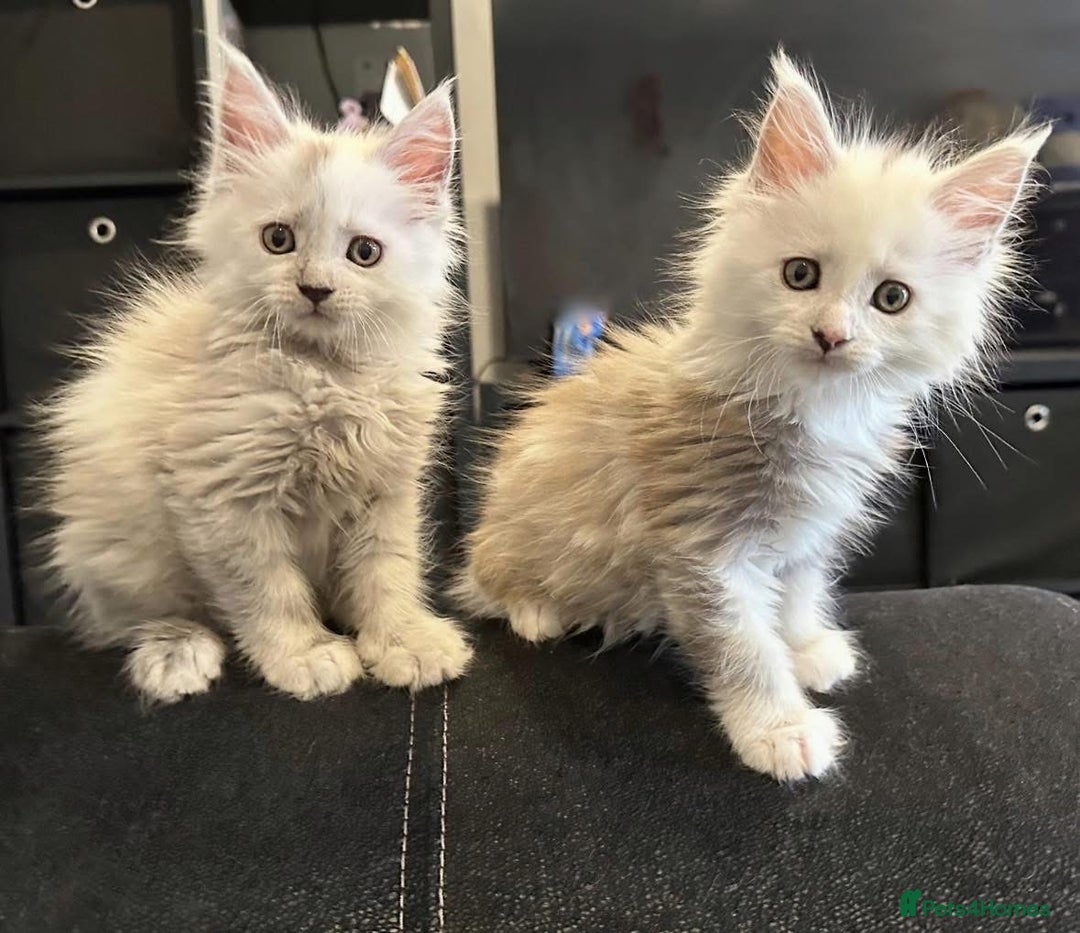 Maine Coon cats for sale: Gorgeous Blue Shaded Maine Coons  - Image 5
