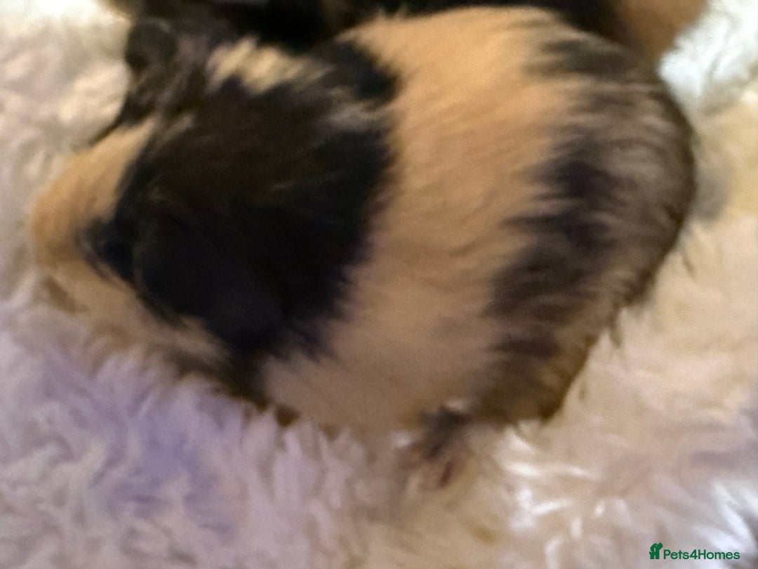 Guinea Pig rodents for sale: Baby Guinea pigs  - Advert 15