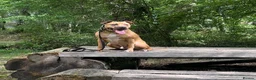 Staffordshire Bull Terrier dogs for sale: Rocky  in West Bromwich - Advert 4