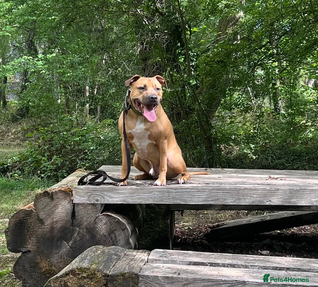 Staffordshire Bull Terrier dogs for sale: Rocky  in West Bromwich - Advert 4