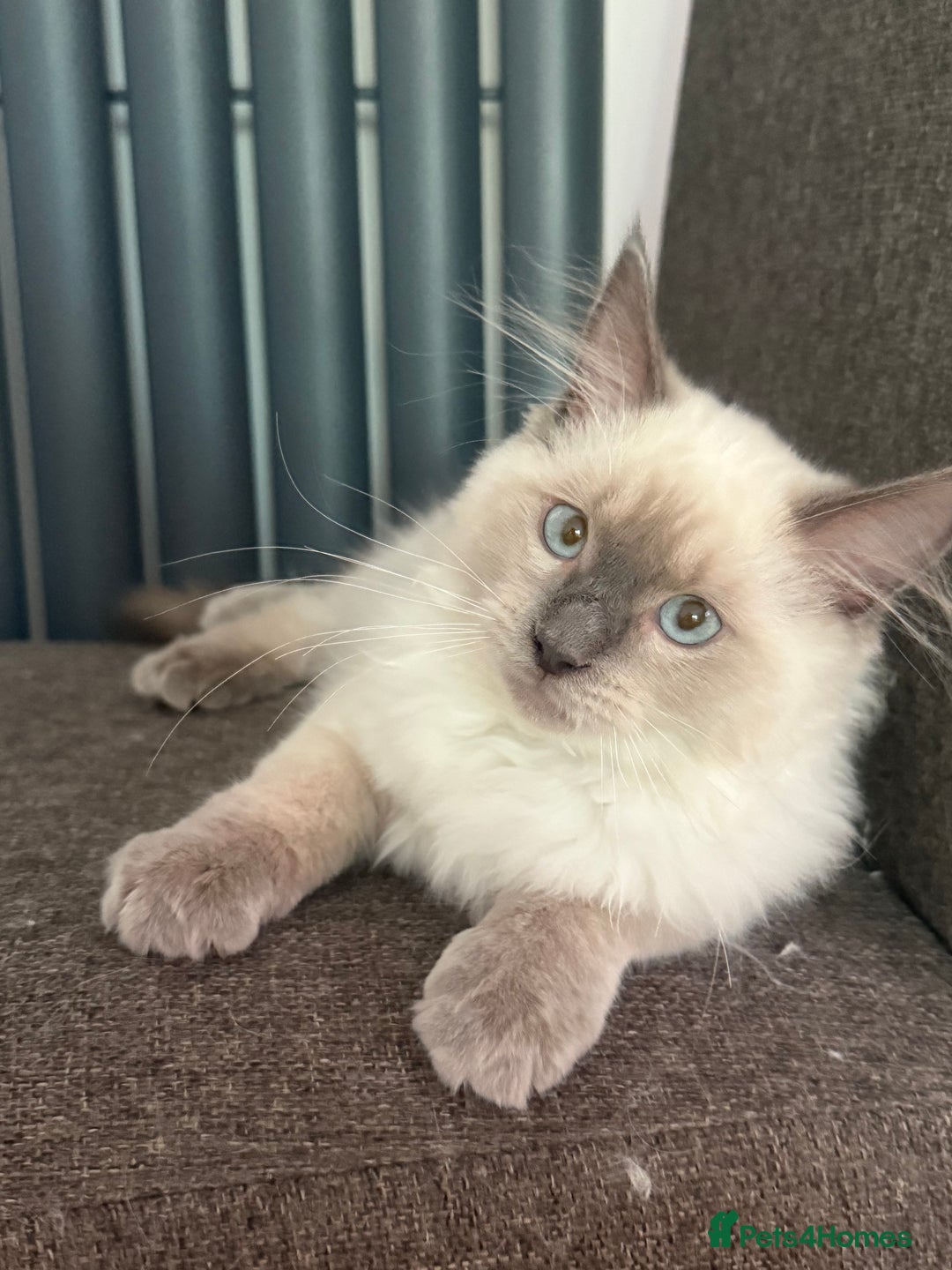 Ragdoll cats for sale: Ready now!🥇 GCCF Champ blood RAGDOLLS kittens🥇🥇 in Wakefield - Image 23