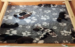 German Shorthaired Pointer dogs for sale: German Shorthaired Pointer/Irish Setter-Poinsetter - Image 8