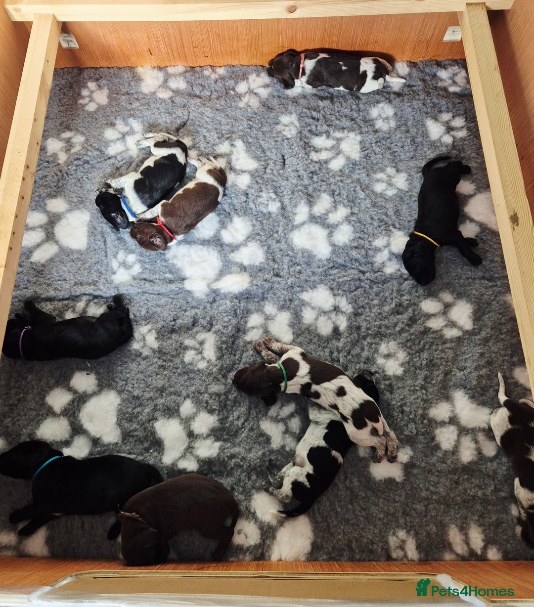 German Shorthaired Pointer dogs for sale: German Shorthaired Pointer/Irish Setter-Poinsetter - Image 8