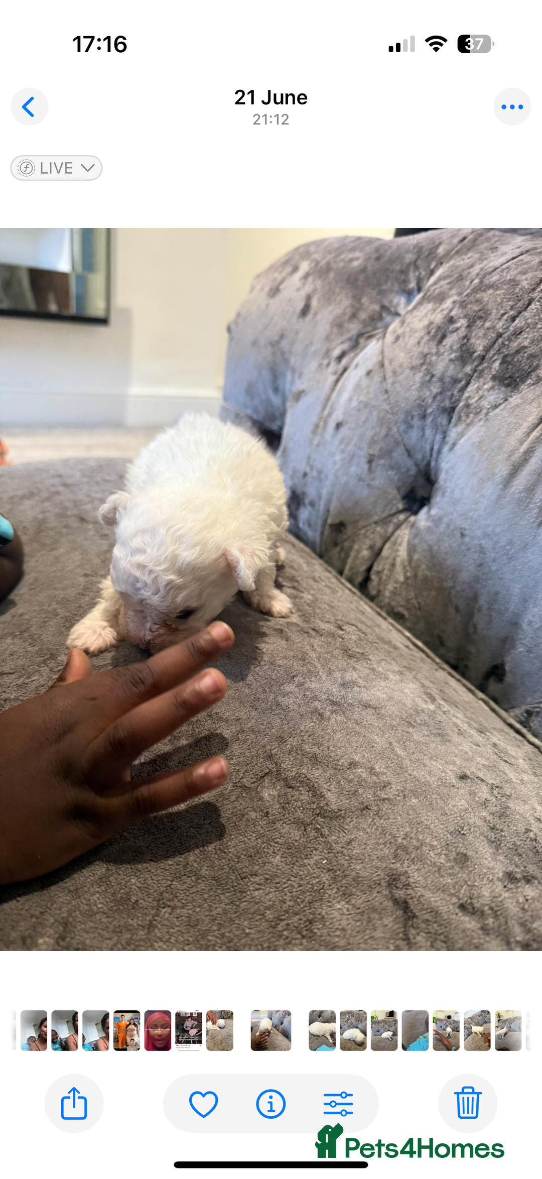 Bichon Frise dogs for sale: Pedigree bichon frise    - Image 12