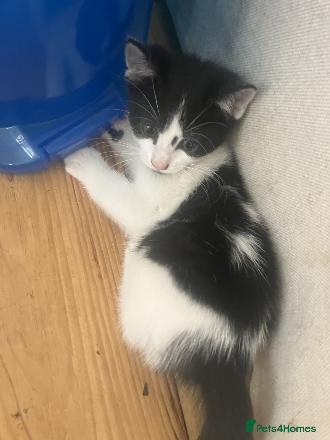 Mixed Breed cats for sale: Two male kittens looking for a loving home - Image 2