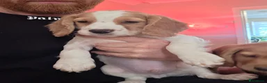 Cocker Spaniel 4