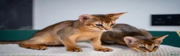Abyssinian cats for sale: Stunning Wild Ruddy Abyssinian|TICA|Super friendly - Advert 8