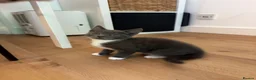 Mixed Breed cats for sale: Rare Gray/Grey Kitten - Advert 3