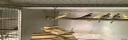 Cockatiels birds for sale: 2026 Young cockatiels  - Advert 16