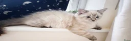 Ragdoll cats for sale: ✨ Ready now ✨ Ragdoll Siberian Kittens - Advert 18