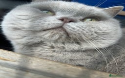 British Shorthair cats for sale: British short haired kittens ❤️ - Image 8