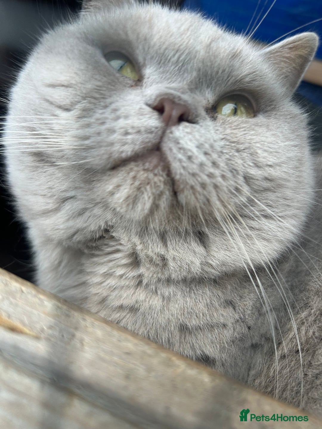 British Shorthair cats for sale: British short haired kittens ❤️ - Image 8