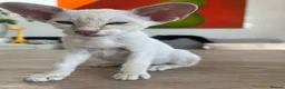 Siamese cats for sale: Stunning siamese kittens! Real hooligans!  in London - Advert 4