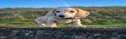 Miniature Dachshund dogs for sale: Cream miniature dachshunds  - Advert 30