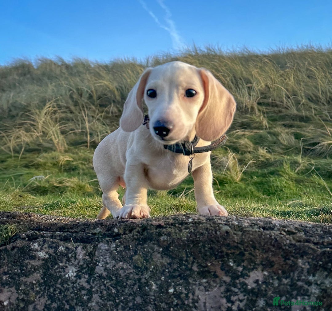 Miniature Dachshund dogs for sale: Cream miniature dachshunds  - Advert 30