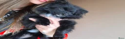 Pomeranian dogs for sale: Pomeranian girl  - Advert 4