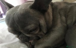 French Bulldog dogs for sale: French bull dog  - Image 8