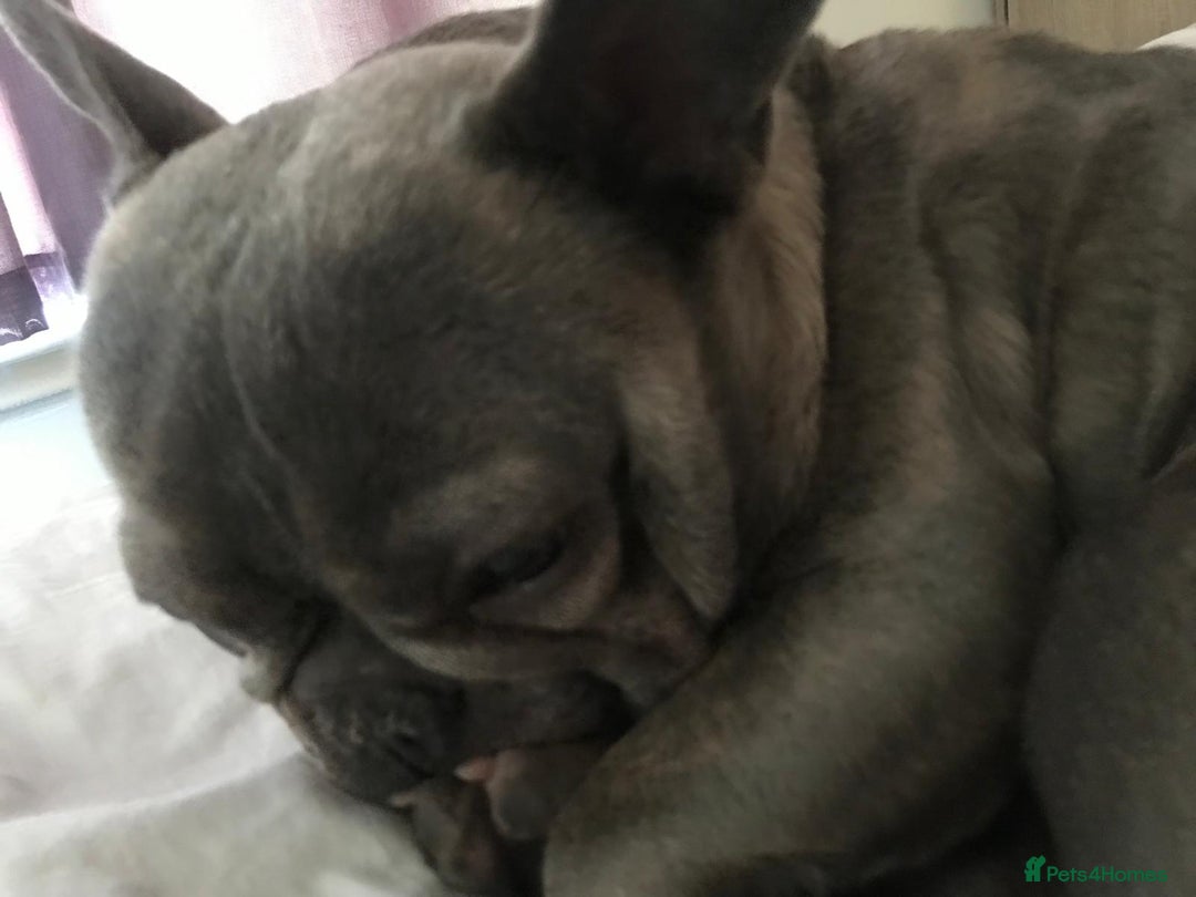 French Bulldog dogs for sale: French bull dog  - Image 8