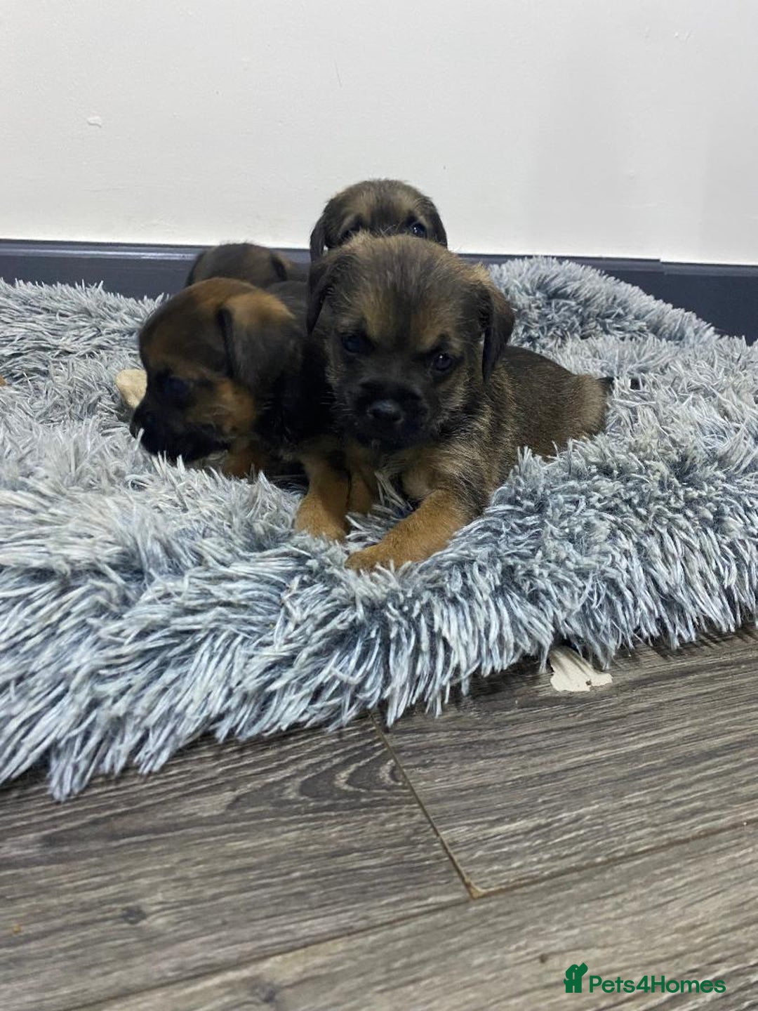 Border Terrier dogs for sale: Beautiful Border Terrier puppies for sale - Advert 4