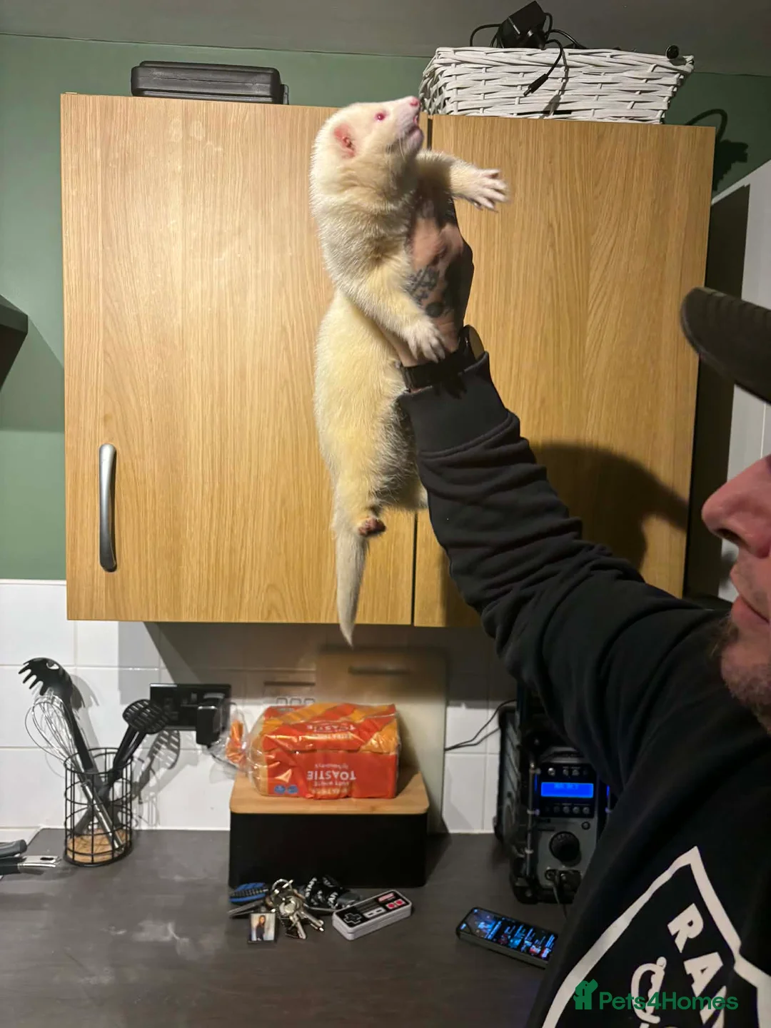 Ferret rodents for sale: Two partly hand tame male ferrets (Brothers) in Kenilworth - Advert 3