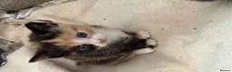 Siamese cats for sale: Siamese Mum Ragdoll±Bengal Dad Blue eyed kittens - Advert 18